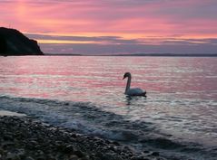 Schwan auf der Ostsee