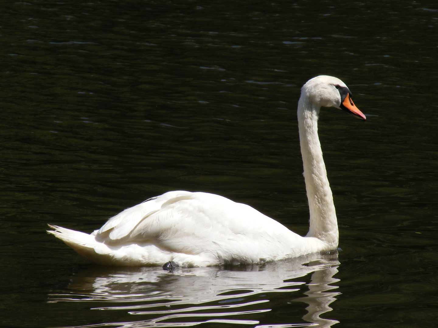 Schwan auf der Ruhr