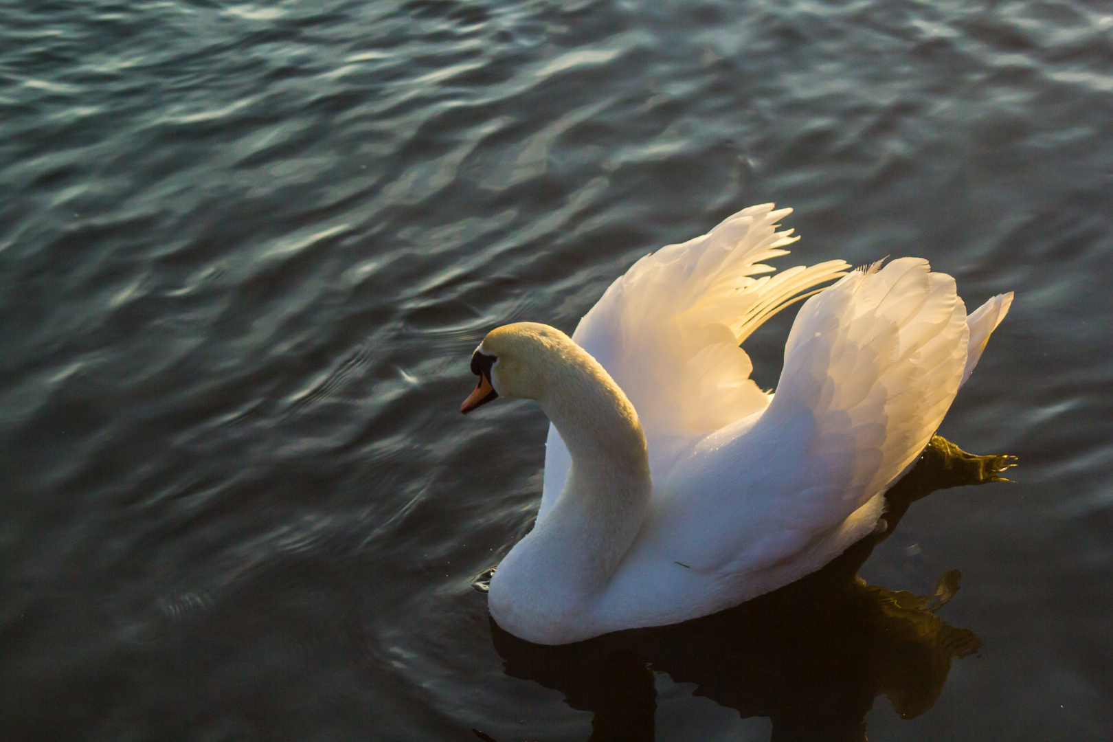 Schwan auf der Ruhr