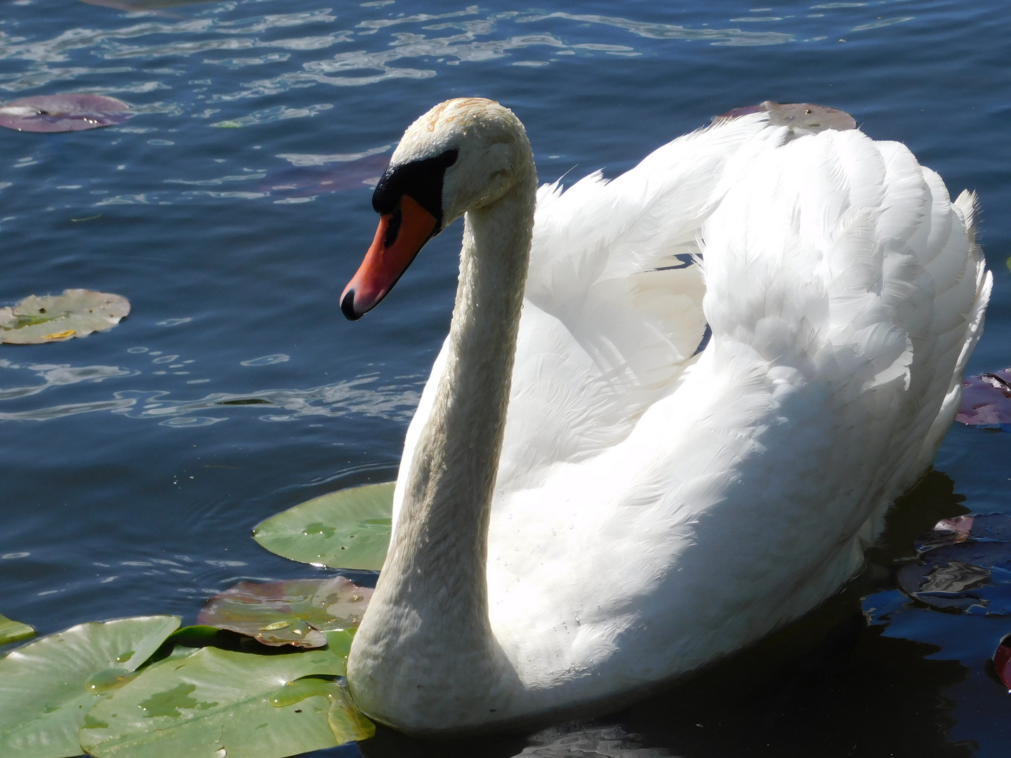 Schwan auf der Spree