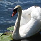 Schwan auf der Spree