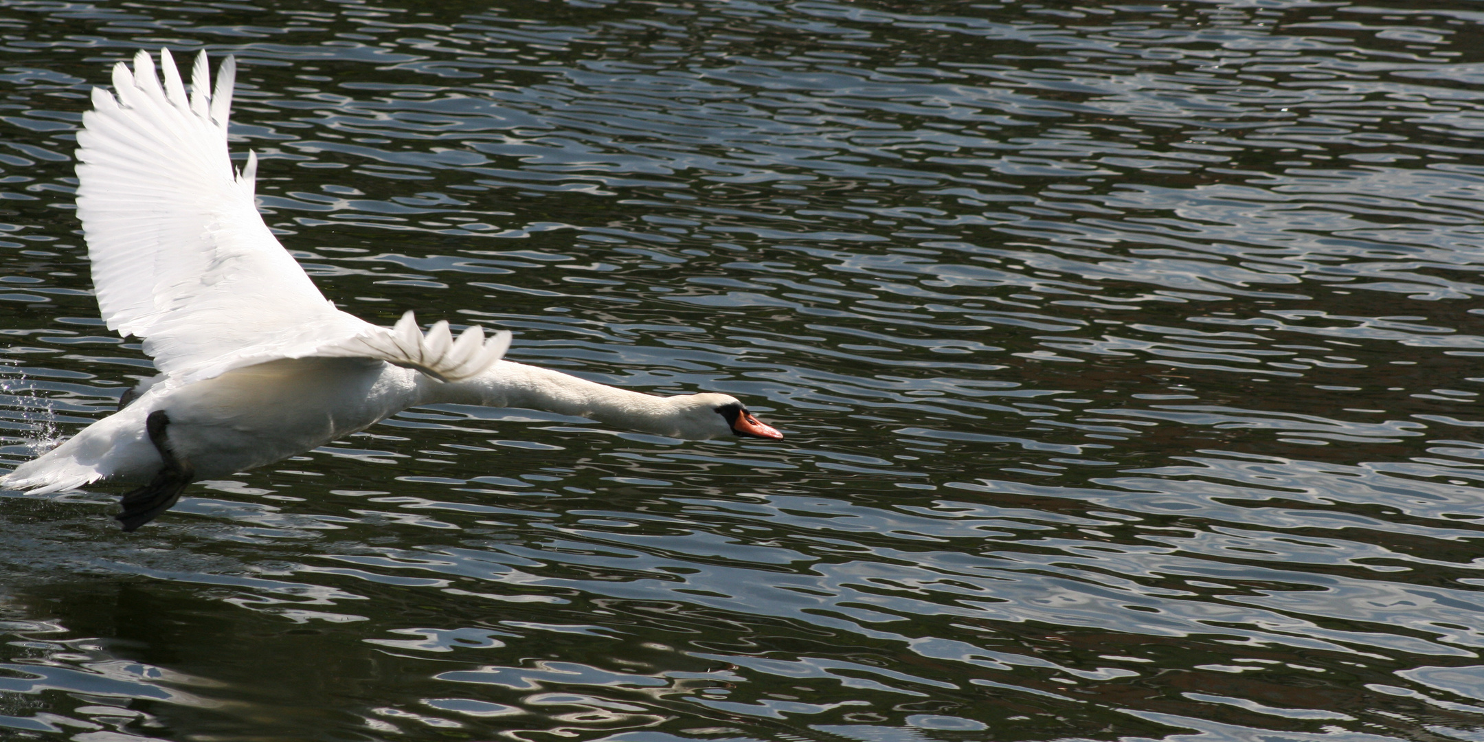 Schwan auf der Startbahn