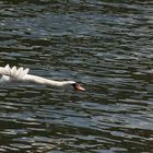 Schwan auf der Startbahn