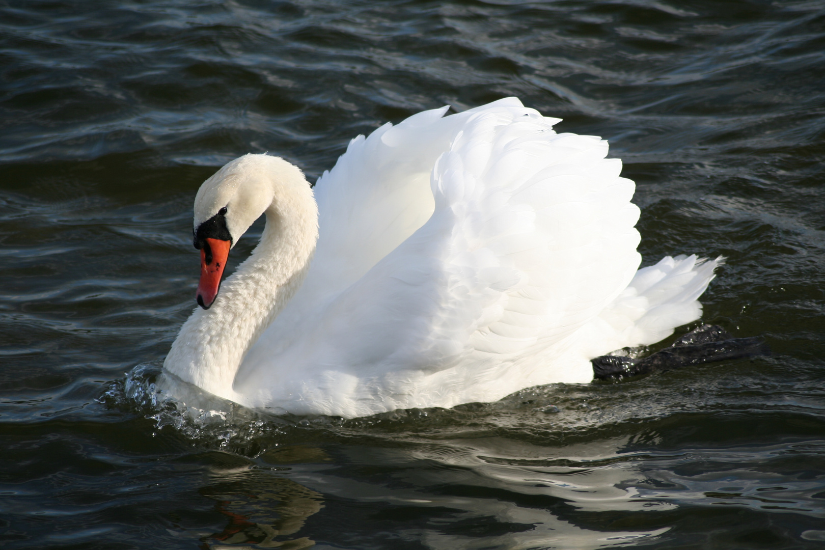 Schwan auf der Trave