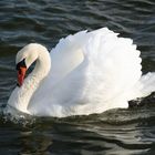 Schwan auf der Trave