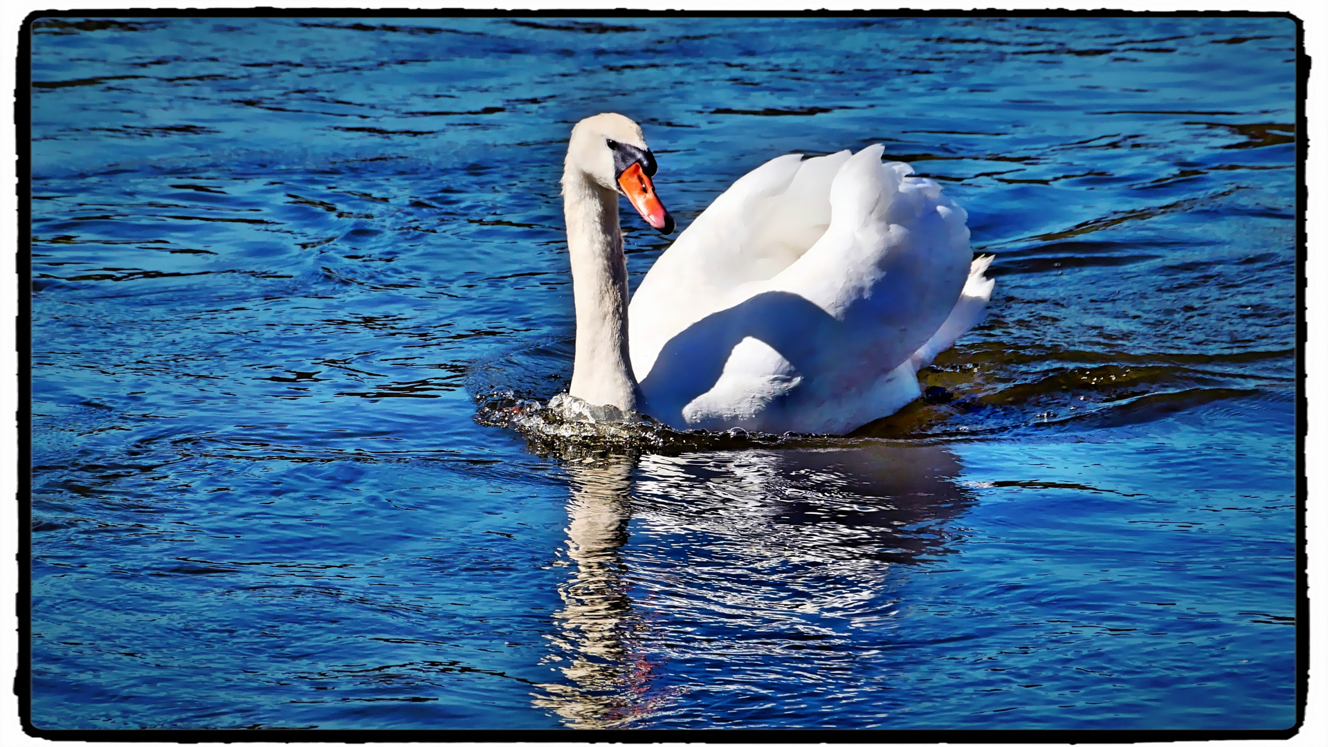 Schwan auf der Weser