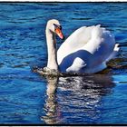 Schwan auf der Weser