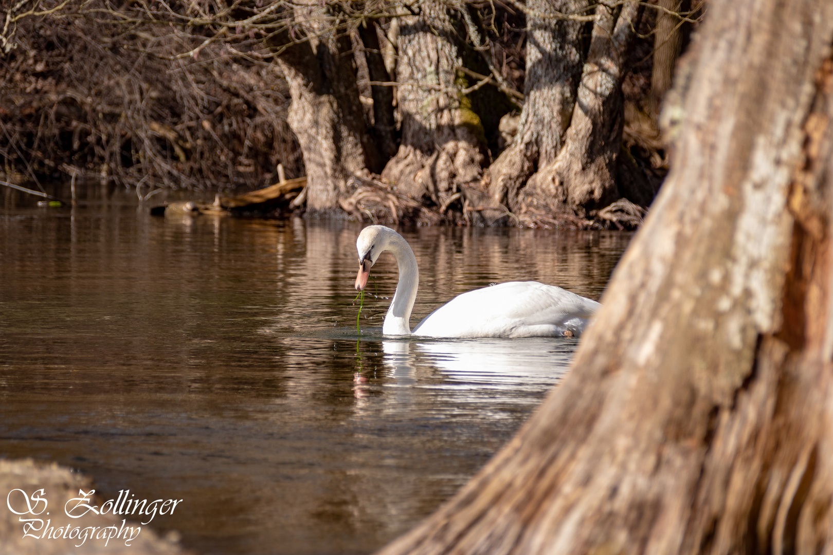 Schwan auf der Würm