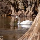 Schwan auf der Würm