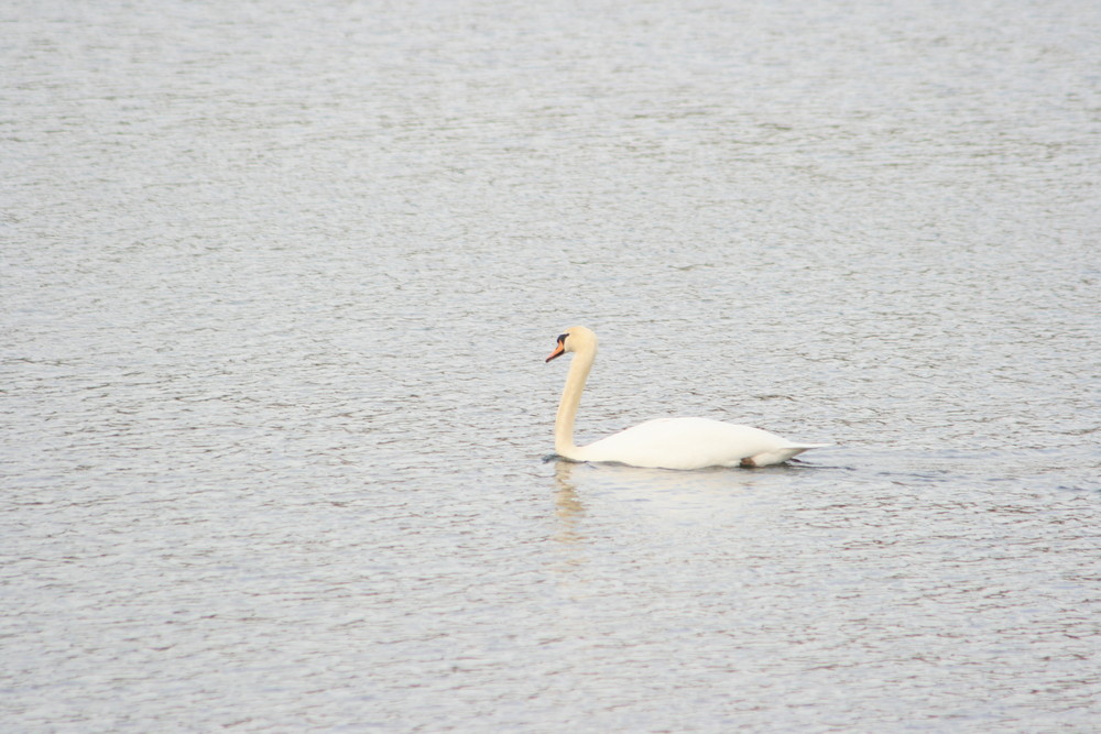 Schwan auf der Wuppersperre