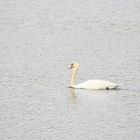 Schwan auf der Wuppersperre