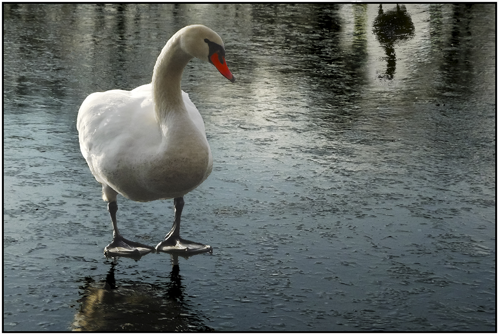 Schwan auf dünnem Eis