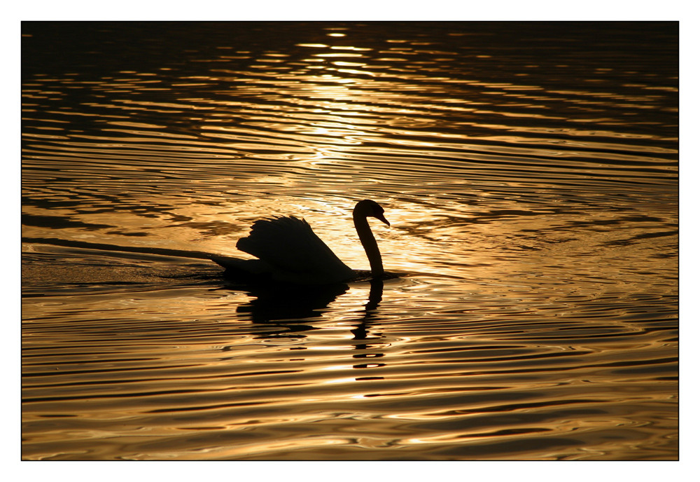 Schwan auf einem See aus flüssigem Gold