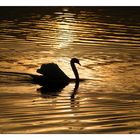 Schwan auf einem See aus flüssigem Gold