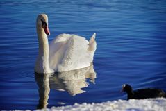 Schwan auf einem winterlichen See