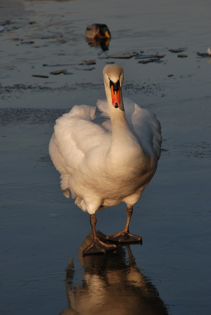 Schwan auf Eis 2