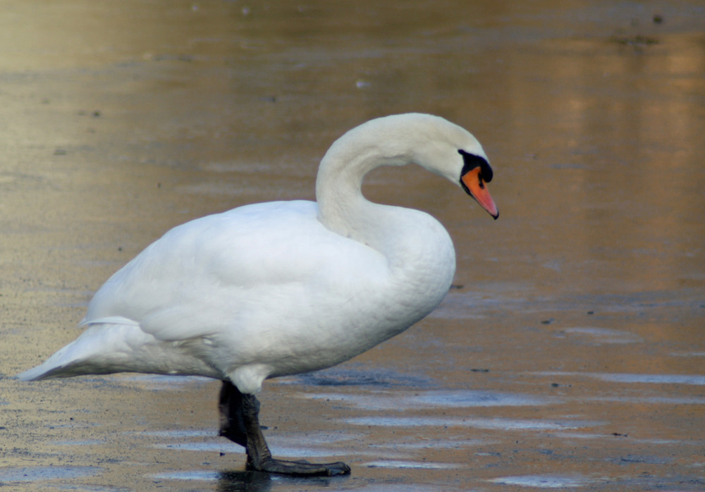 Schwan auf Eis