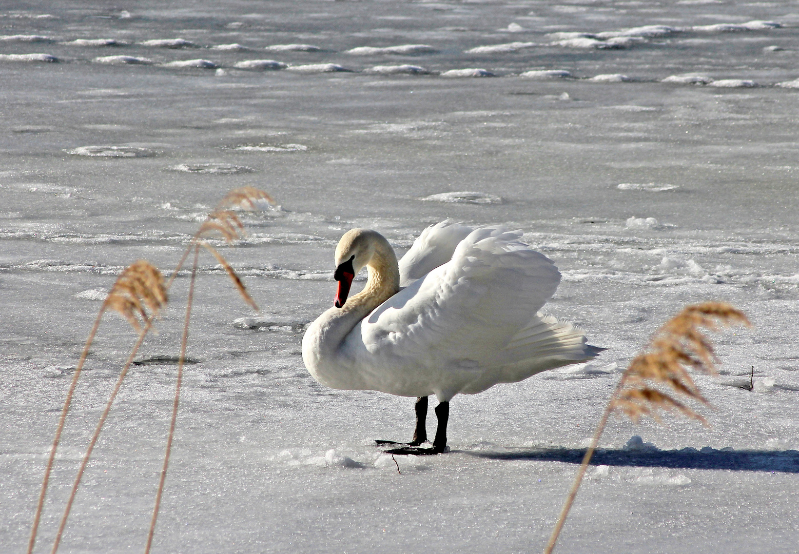 Schwan auf Eis