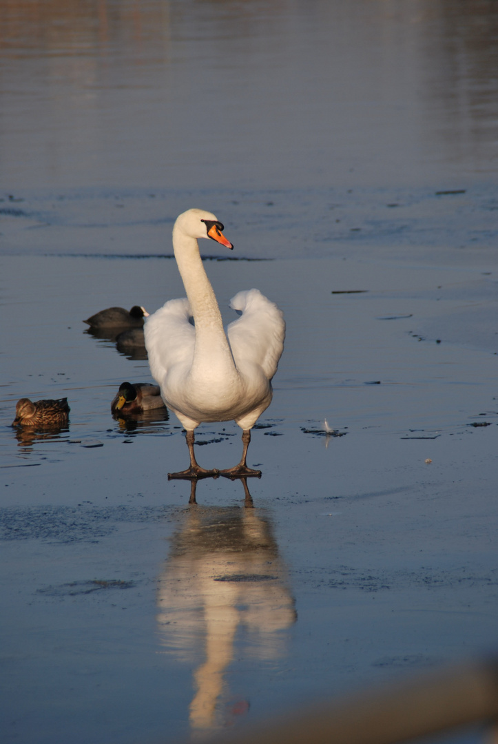 Schwan auf Eis