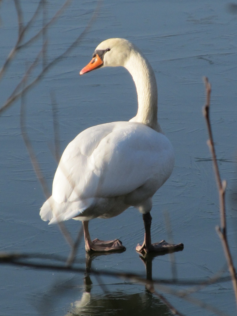 Schwan auf Eis