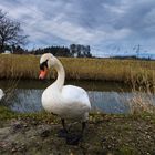 Schwan auf Entdeckungsdur