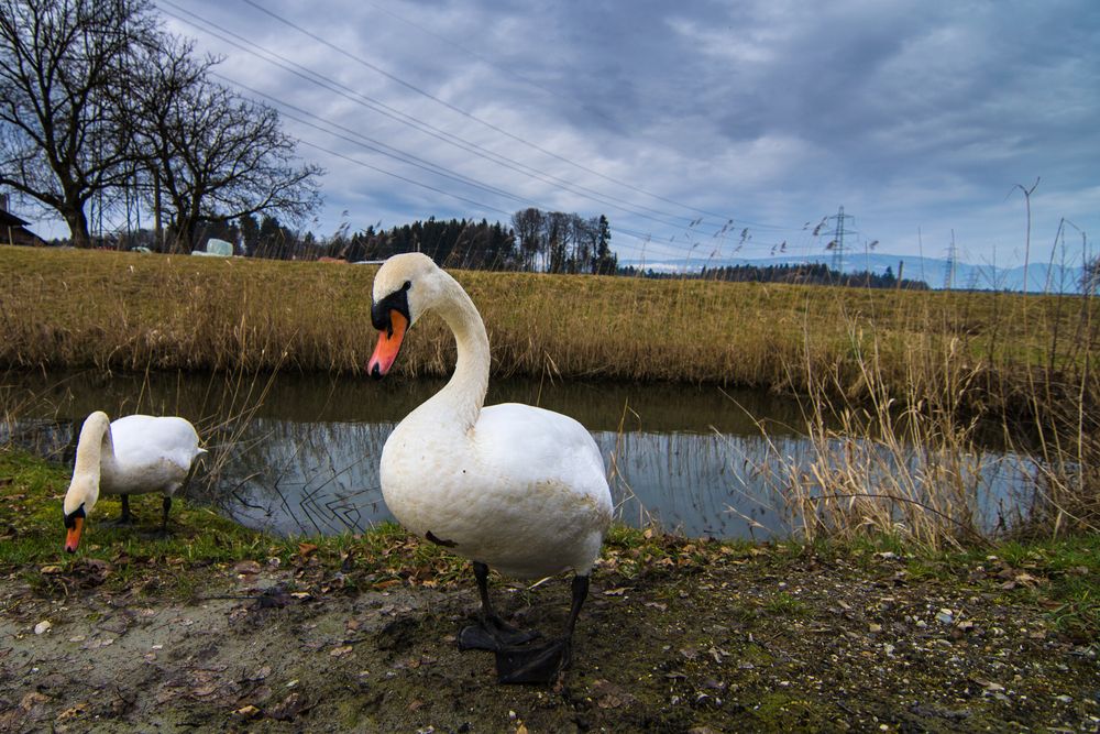 Schwan auf Entdeckungsdur