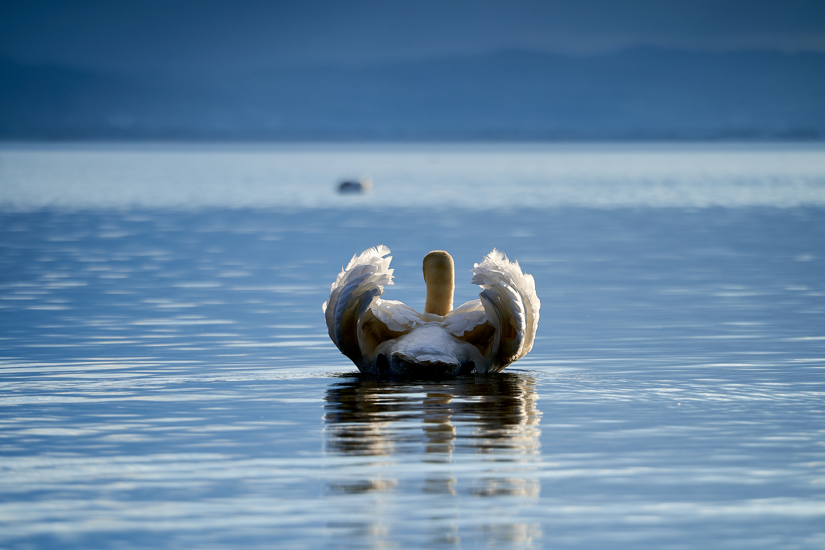 Schwan auf Entdeckungsreise