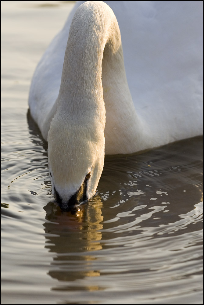 Schwan auf Futtersuche