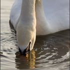 Schwan auf Futtersuche