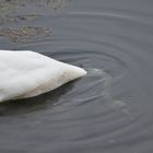 Schwan auf Futtersuche