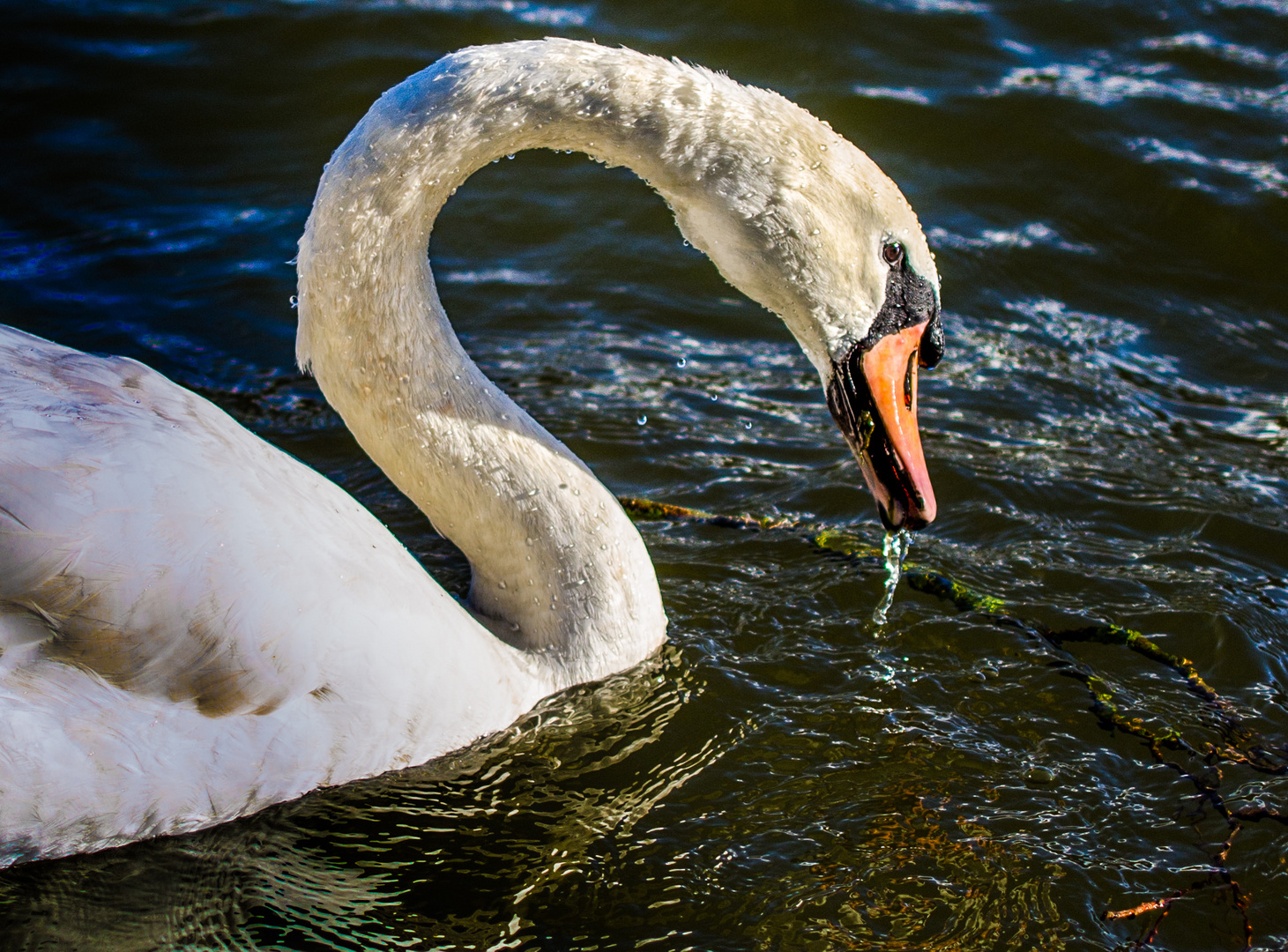 Schwan auf Futtersuche