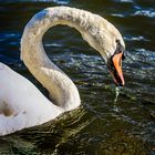 Schwan auf Futtersuche