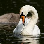 Schwan auf Futtersuche