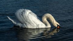 Schwan auf Futtersuche