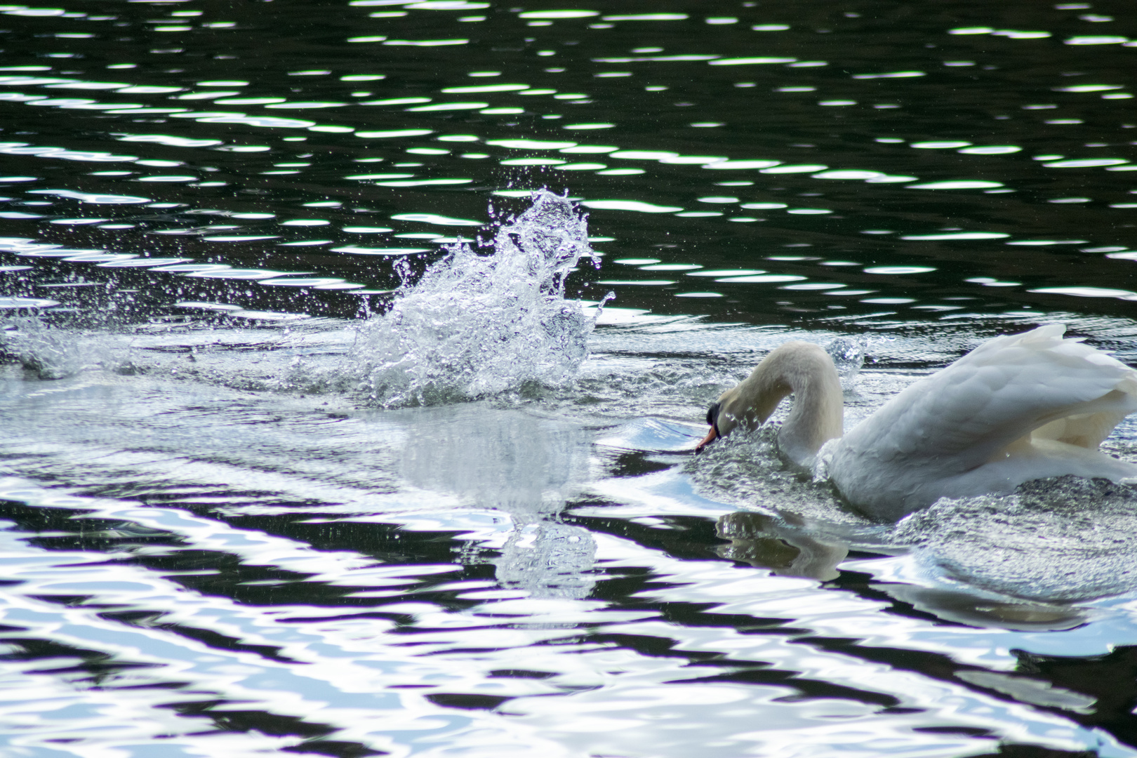 Schwan auf Gänsejagd