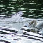 Schwan auf Gänsejagd