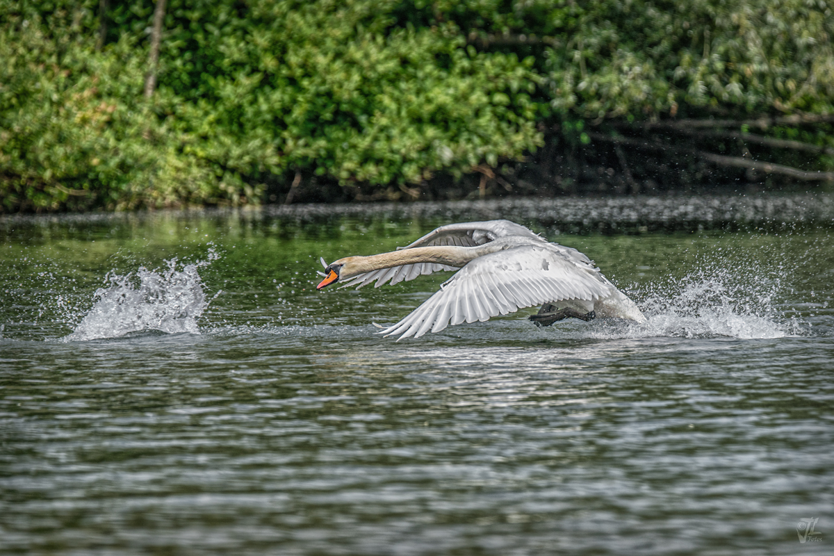 Schwan auf Gänsejagd