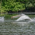 Schwan auf Gänsejagd