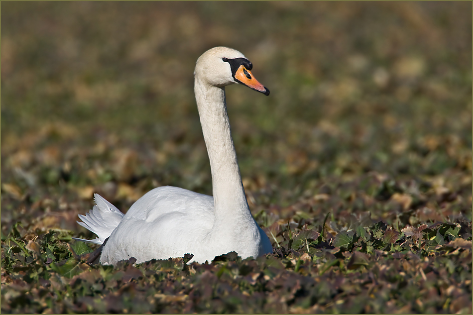 Schwan auf Gemüsebett