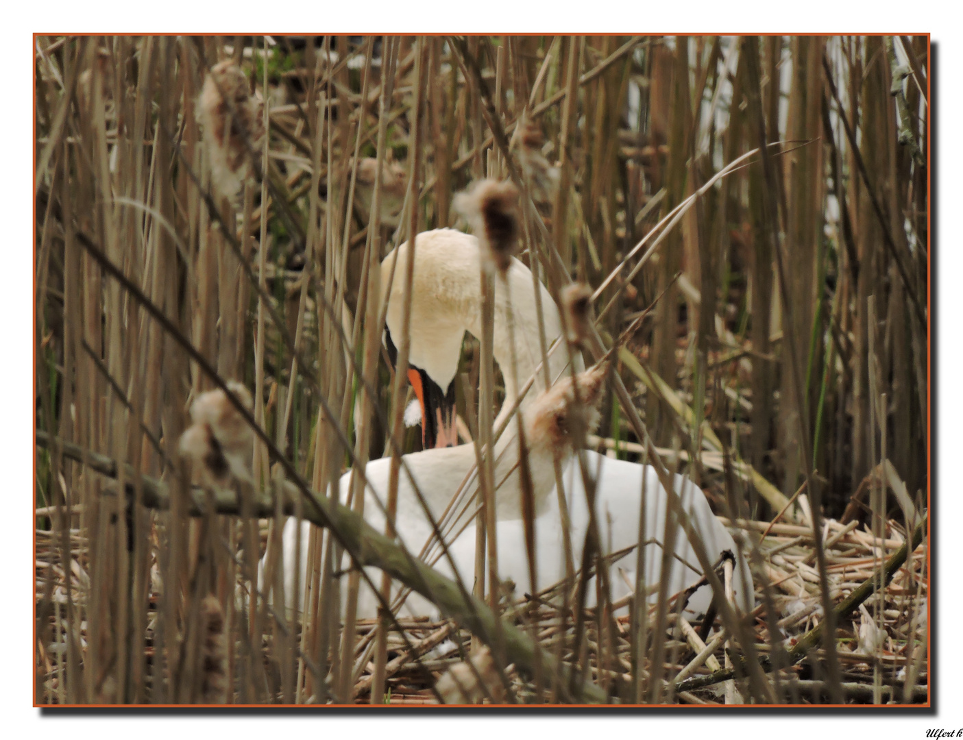 Schwan auf ihrem Nest.