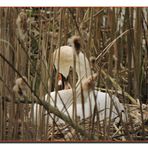 Schwan auf ihrem Nest.