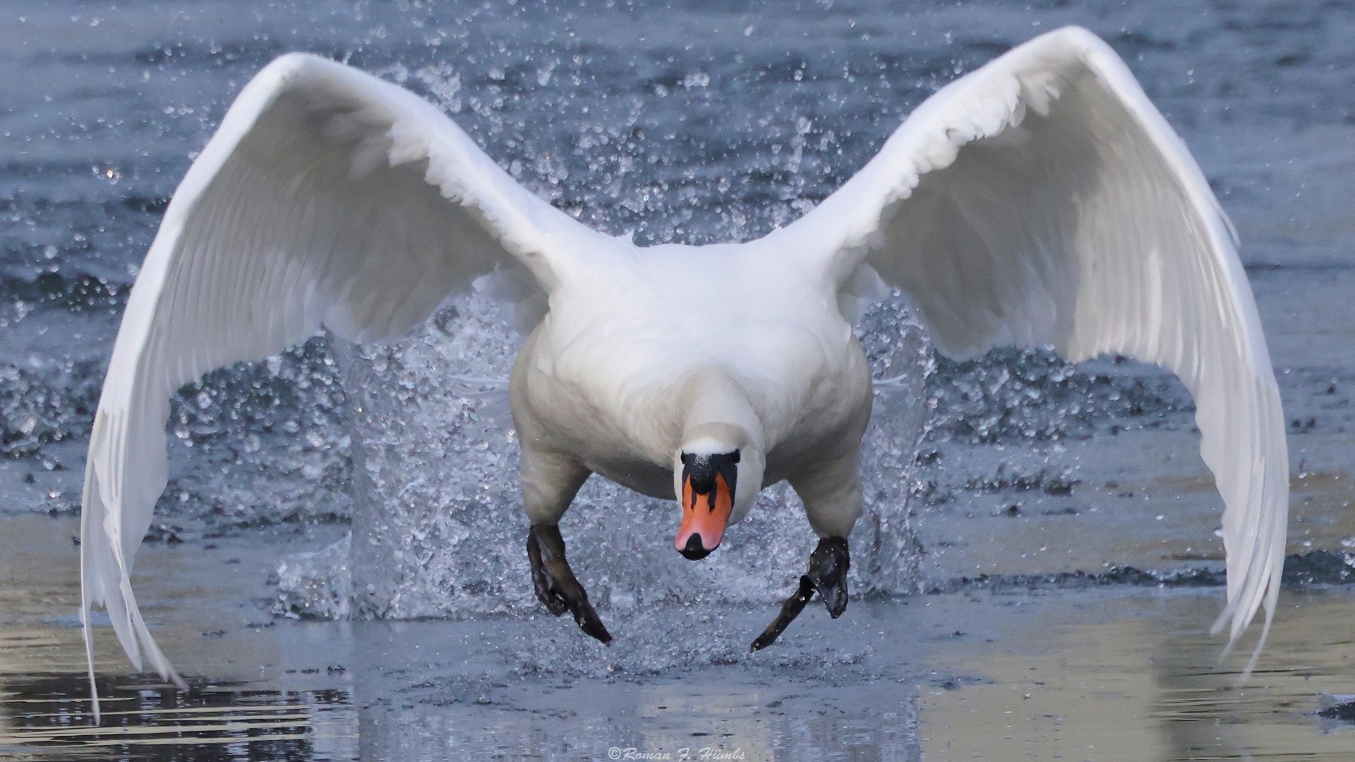 Schwan auf Krawall gebürstet