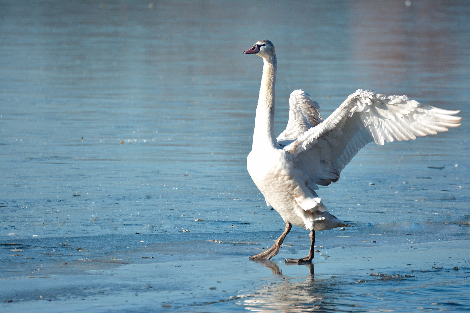 Schwan auf Maschsee