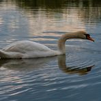 Schwan auf `n See