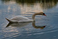 Schwan auf `n See