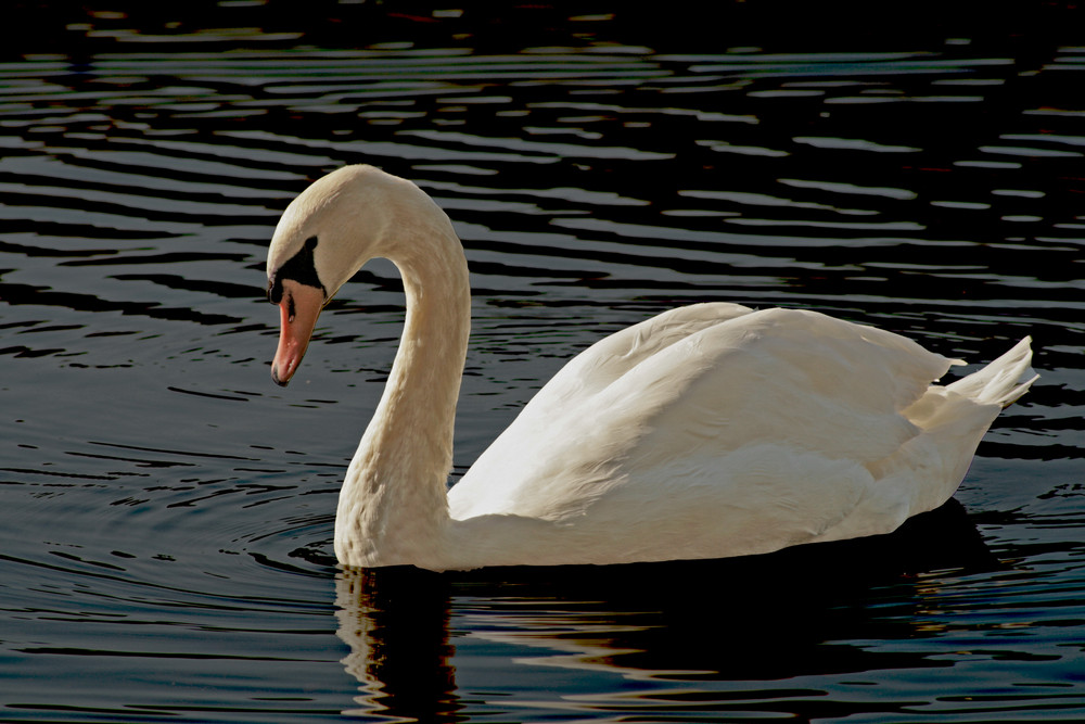 Schwan auf Naab