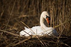 Schwan auf Nest