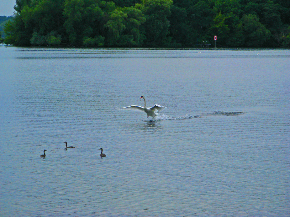 Schwan auf Notlandekurs!