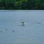 Schwan auf Notlandekurs!