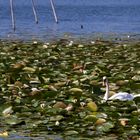 Schwan auf See